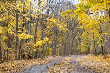 sonbahar hiking trail