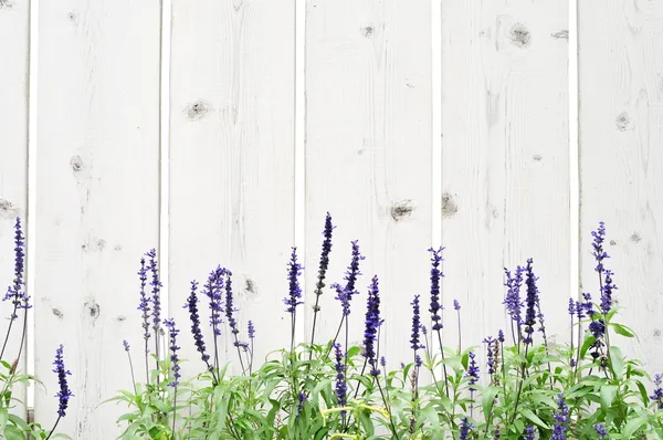 Белый деревянный забор — стоковое фото