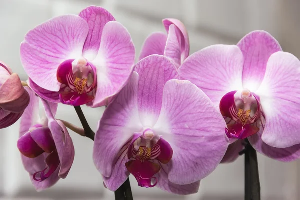 Orchidej fialová Stock Snímky