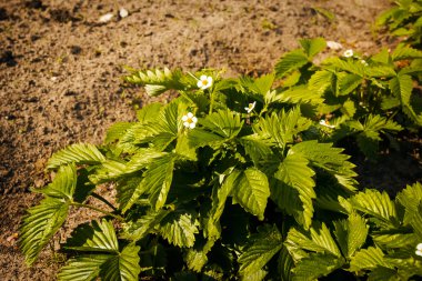 yabani çilek fidesi