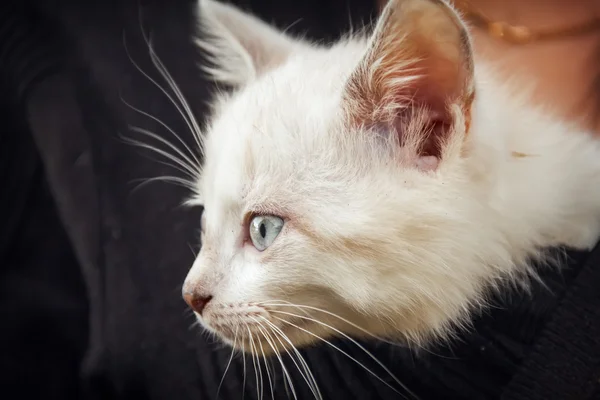 Gatinho — Fotografia de Stock