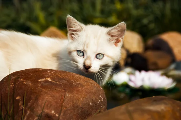 Gatito —  Fotos de Stock