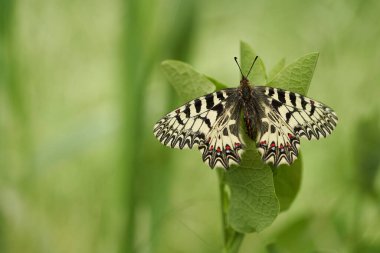 Çek Cumhuriyeti'nde Güney aynayı Fisto Zerynthia polyxena