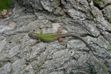Çek Cumhuriyeti'nde Avrupa Yeşil kertenkele Lacerta viridis