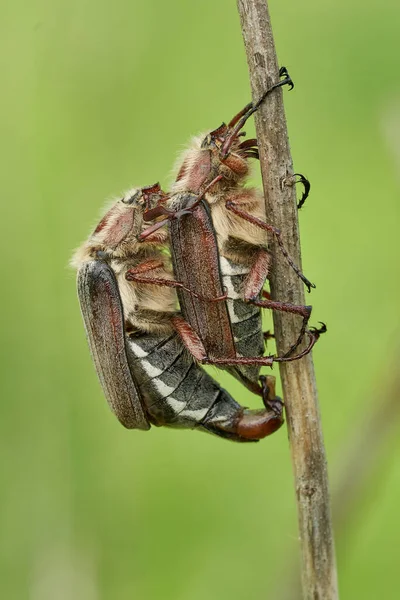 捷克共和国常见的蟑螂Melolontha melolontha交配 — 图库照片