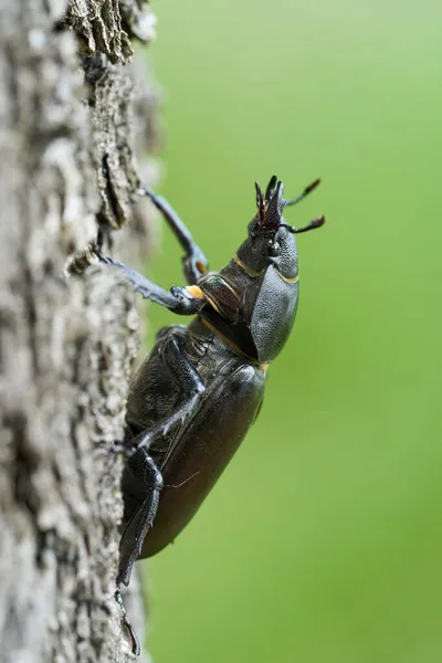 O besouro do veado Lucanus =us na República Checa — Fotografia de Stock