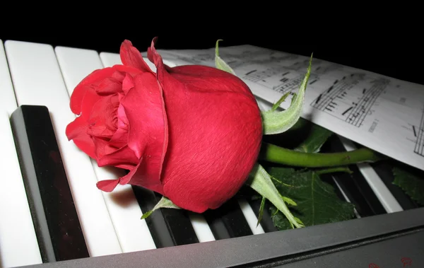 Róża fortepian — Zdjęcie stockowe