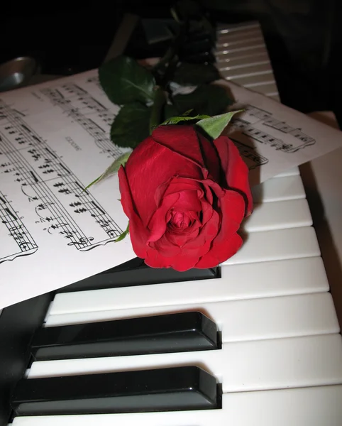 Róża fortepian — Zdjęcie stockowe