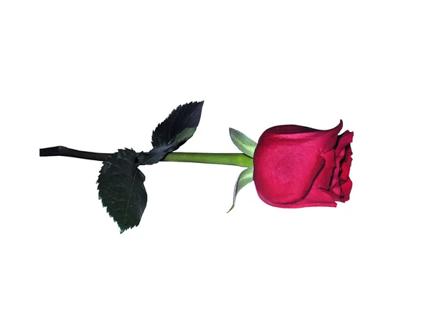 Red rose for designer (design) isolated — Stock Photo, Image