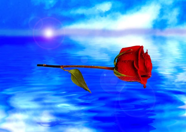 Red rose reflected in water — Stock Photo, Image