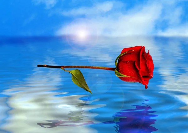 Red rose reflected in water — Stock Photo, Image