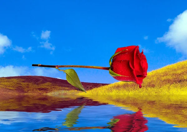 Rosa rossa riflessa nell'acqua — Foto Stock