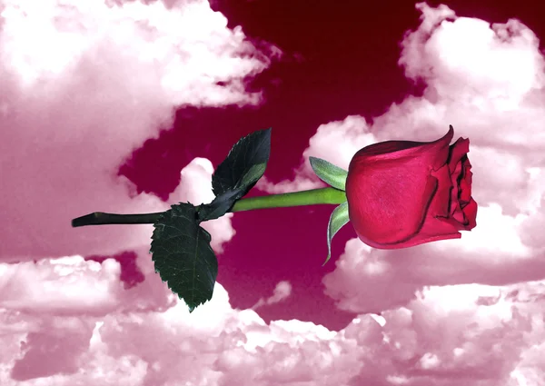 Rose in clouds — Stock Photo, Image