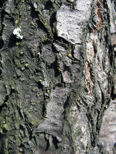 Textur Holz alt (texturischer Hintergrund) — Stockfoto