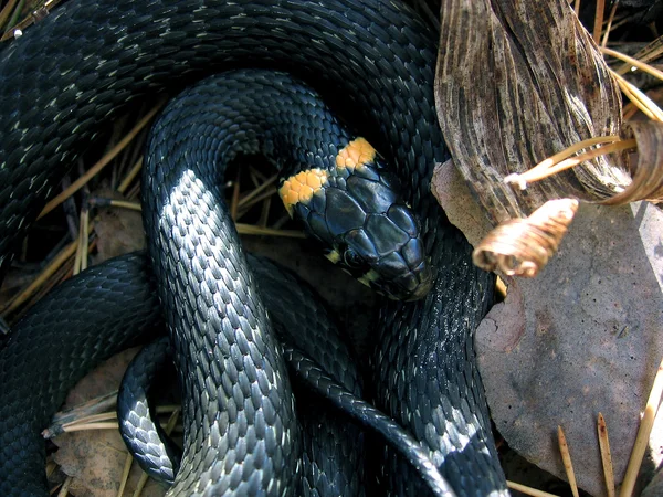 Snake — Stock Photo, Image