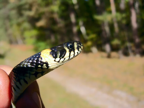 Snake on hand — Stock Photo, Image