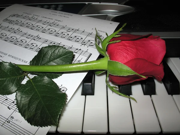 Rose pianomuziek Stockafbeelding