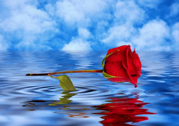 赤いバラの水に反映 ロイヤリティフリーのストック画像