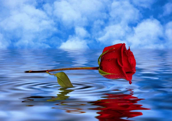 Rosa rossa riflessa nell'acqua Fotografia Stock