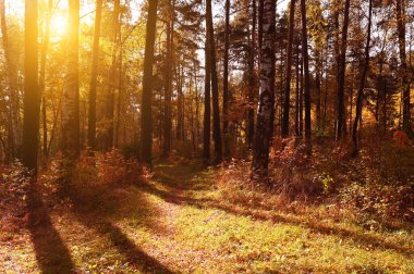 Sonbahar ormanında gün batımı. Renkli yapraklarla güzel bir mevsim.
