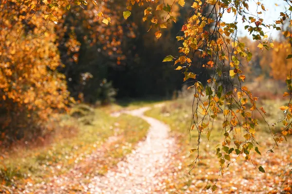 Coucher de soleil dans la forêt d'automne. Une belle saison avec des feuilles colorées — Photo