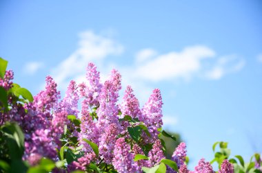 Çiçekli leylak ağacı, mavi gökyüzü arka planlı mor çiçekler. Bahar konsepti