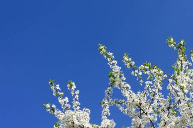 Çiçek açan ağaç, bahar bahçesinde güzel beyaz çiçekler..