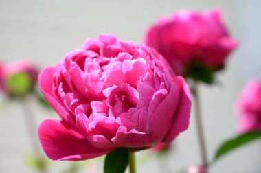 Yaz bahçesinde güzel pembe şakayıklar.