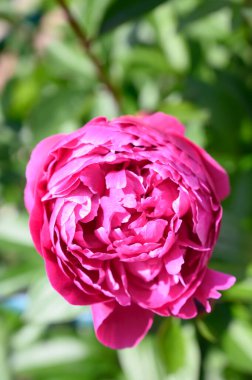 Yaz bahçesinde güzel pembe şakayıklar.