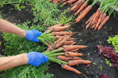 Eldivenli eller bir sürü taze havuç tutuyor. Hasat..