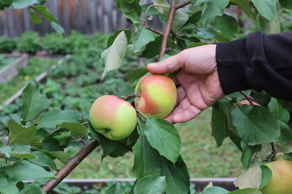 Hand Picks Ripe Apple Branch Harvesting — Stock Photo, Image