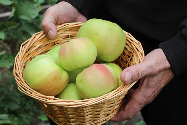 Man Hand Basket Ripe Apples Farmer Holding Basket Hands Background — Stock Photo, Image