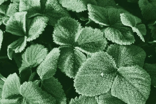 Αφηρημένο Φυσικό Υπόβαθρο Φύλλα Φράουλας Καλύπτονται Παγωνιά Πρώτο Φθινόπωρο Πράσινα — Φωτογραφία Αρχείου