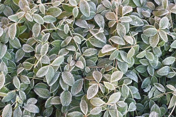 Sfondo Naturale Foglie Verdi Coperte Gelo Primo Piano Vista Dall — Foto Stock