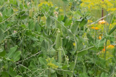 Green peas grow in the vegetable garden.