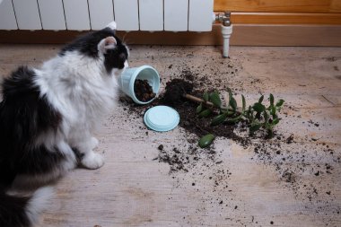 Kedi saksıyı düşürdü. Yeryüzü yere saçıldı..
