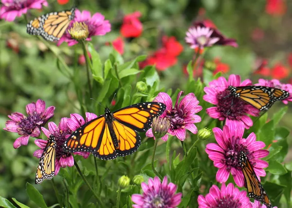 Monarcha motýlů a fialové sedmikrásky — Stock fotografie