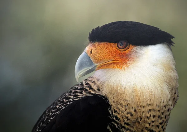 Profil eines Greifvogels — Stockfoto