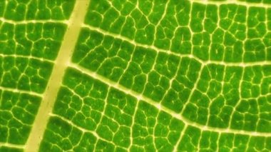 Makro arka planda taze yeşil bir yaprak. Yaprak damarları dokusu ve deseni ile yakın