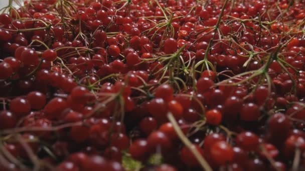 Collected and laid out viburnum berries on a wooden table. Bunches juicy, red — Stock Video