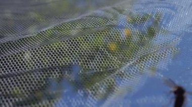 Arılar koruyucu ağ boyunca sürünürler. Güvenlik için böcek koruması