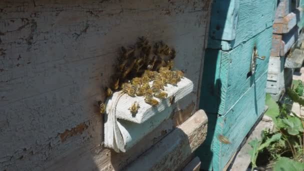 Les abeilles volent de la ruche, Vue rapprochée des abeilles en activité. Maison d'abeilles dans la forêt. Colonie d'abeilles volant autour de la ruche . — Video