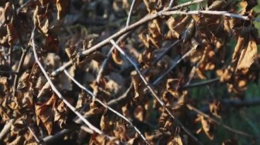 Ağaç veya çalılığın kurumuş dalları. Gri yapraklar hastalıktan kıvrılmış.