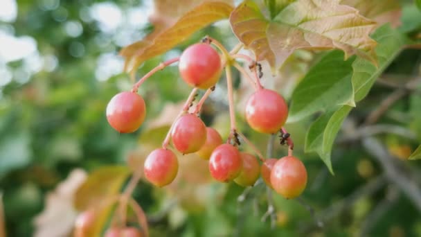 Red viburnum branch in the garden. A bunch of viburnum berries grow on a high bush — Video Stock