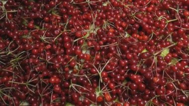 Tahta bir masanın üzerine viburnum böğürtlen toplayıp serdim. Sulu, kırmızı demetler