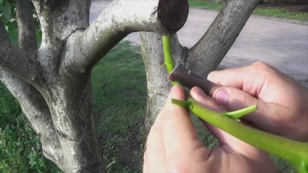 Enxertia e brotação de ramos de plantas lenhosas para propagação de plantas num pomar — Vídeo de Stock