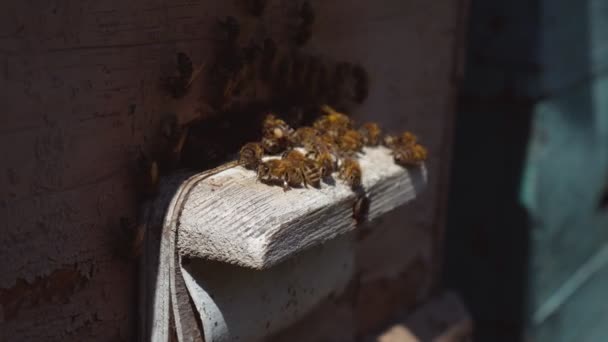 Abelhas voam da colmeia, vista de perto das abelhas trabalhando. Casa de abelhas na floresta. Colônia de abelhas voando ao redor da colmeia . — Vídeo de Stock