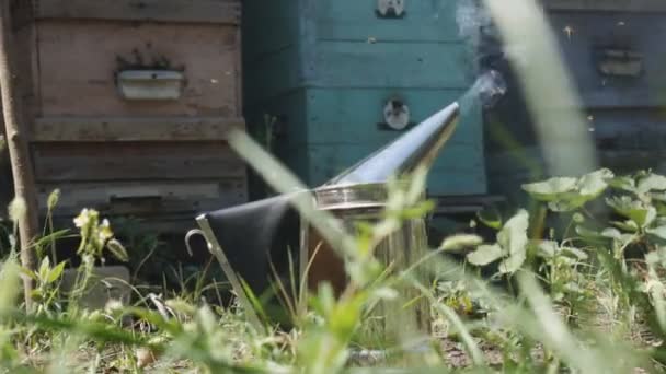 The smokers tool smokes on the honey bee hive. Smoker is a beekeeping tool that soothes bees with smoke in the hive. — Stock Video