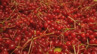 Tahta bir masanın üzerine viburnum böğürtlen toplayıp serdim. Sulu, kırmızı demetler