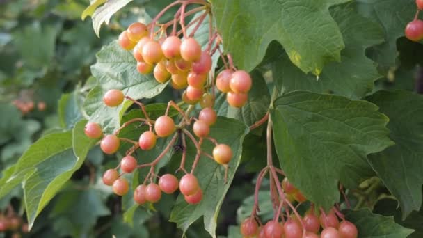 Red viburnum branch in the garden. A bunch of viburnum berries grow on a high bush — Video Stock